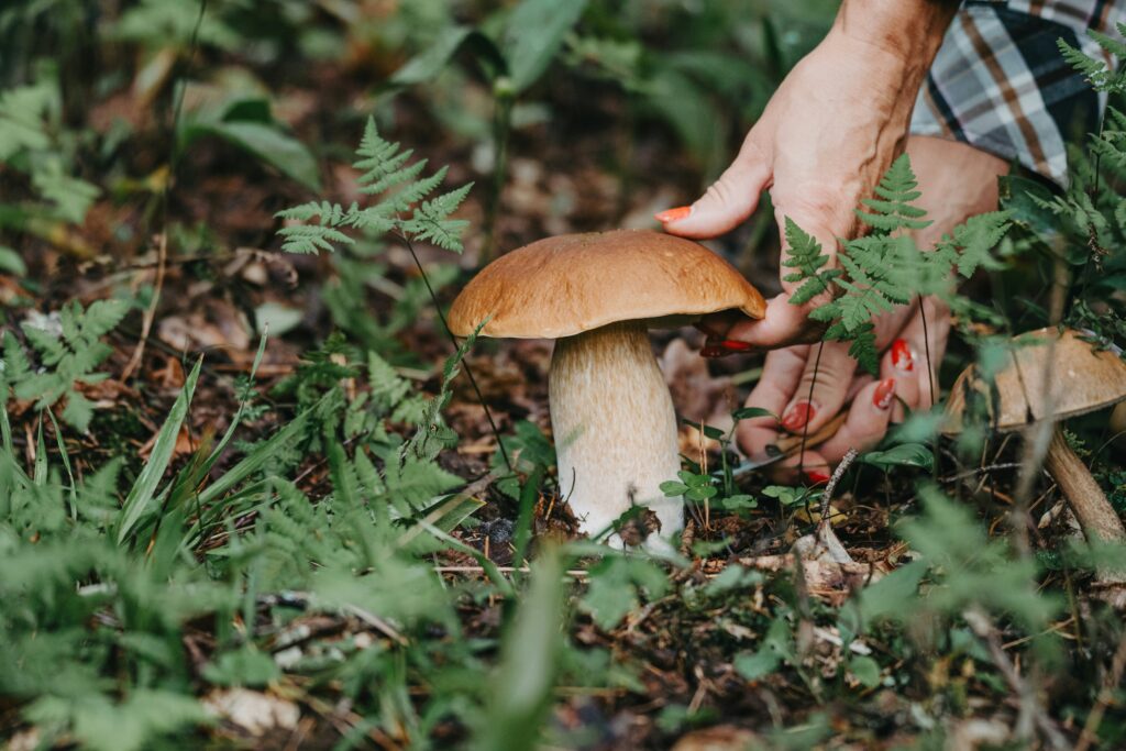 Frau pflückt Steinpilz im Wald, um saisonale Pilzgerichte zuzubereiten.