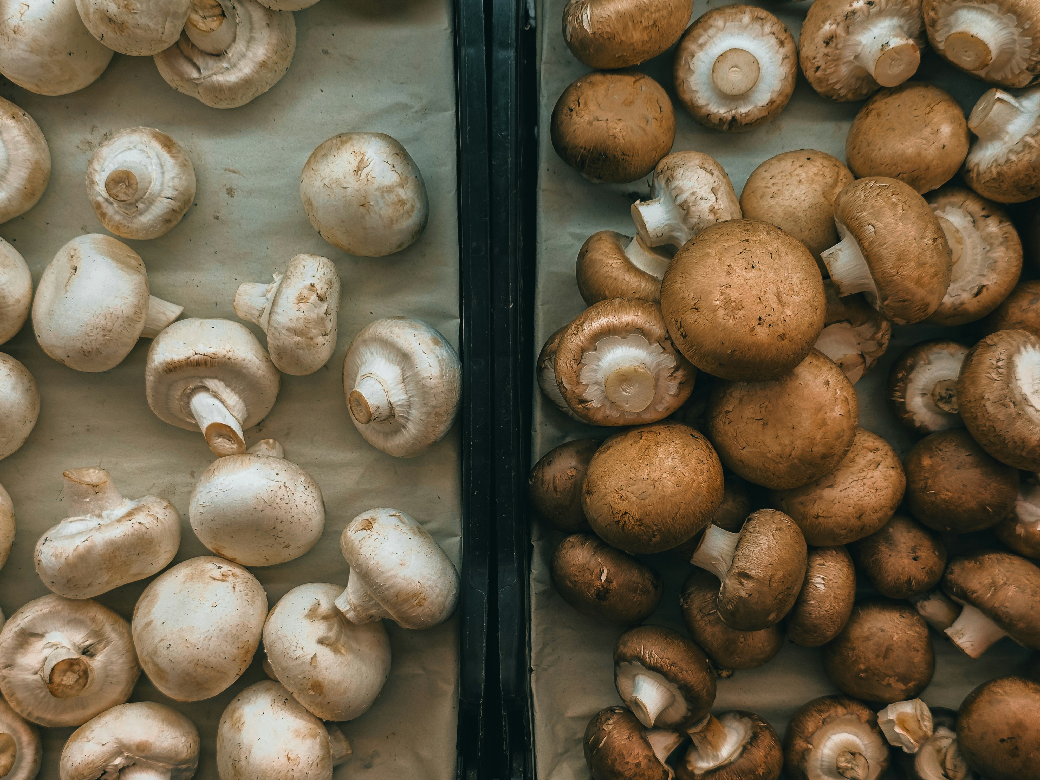 Weiße und braune Champignons in zwei Fächern, passend zum Thema Pilzgerichte.