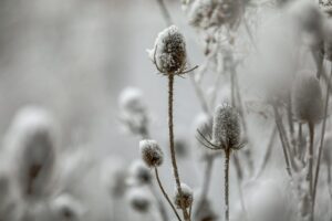 Verschneite Karde im Winter. Winterliche Dekoration für die kalte Jahreszeit.