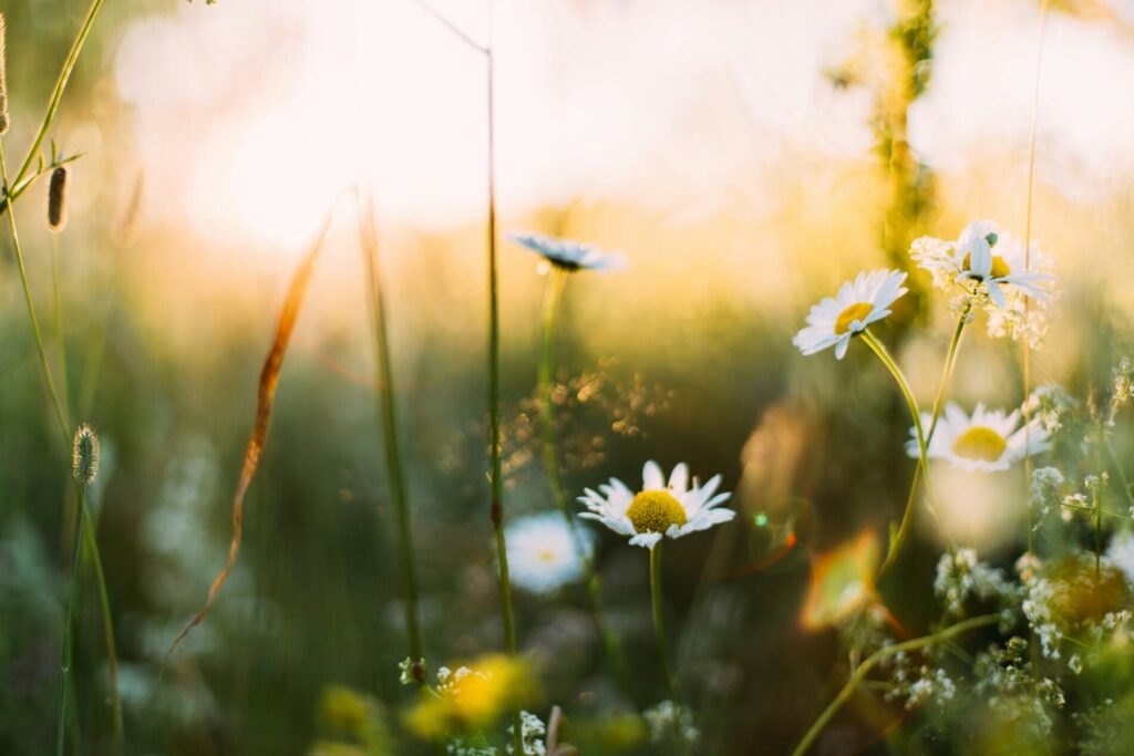 Wildblumen blühen auf einer sonnenbeschienenen Wiese bei Sonnenaufgang